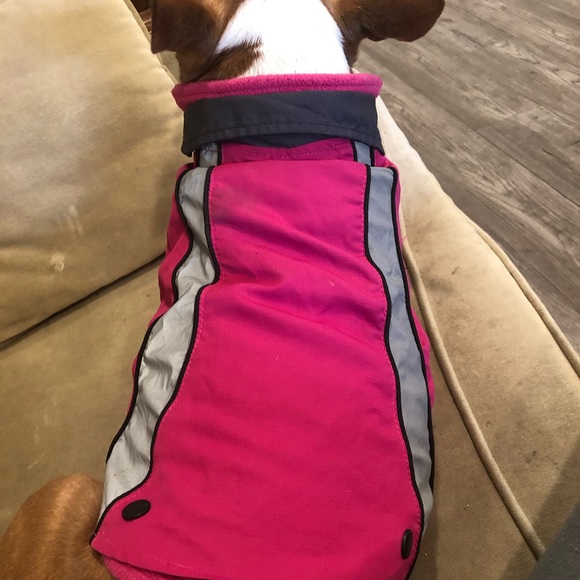 Small dog bundle - Picture 1 of 3